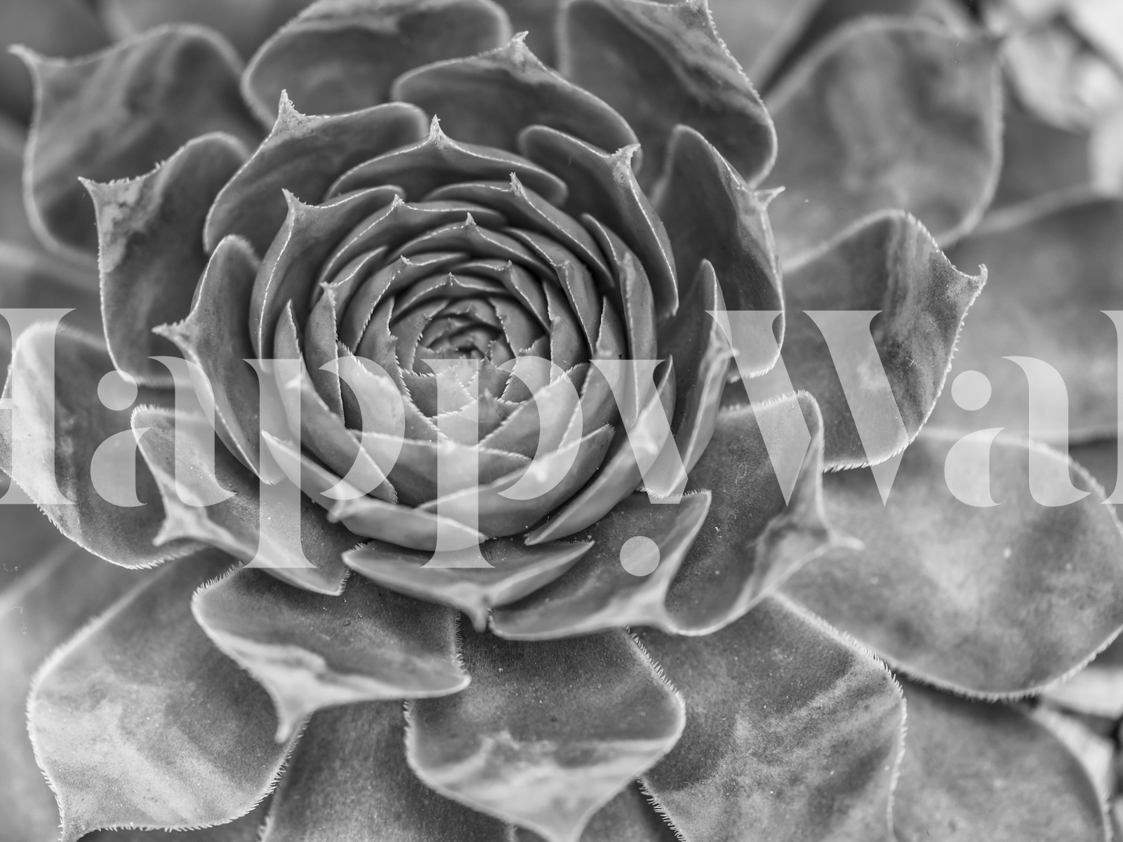 Echeveria Wallpaper - Unique and Vibrant Wallpapers for Sale at Happywall