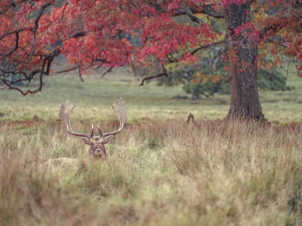 Stag in Wild
