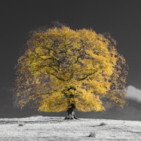 Golden Majesty tapet