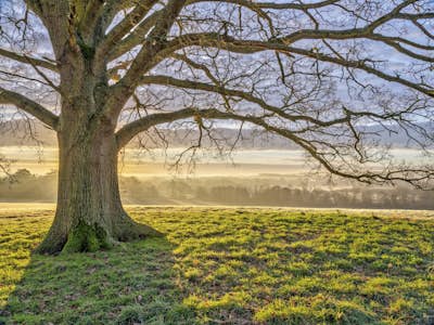 Τοιχογραφία
