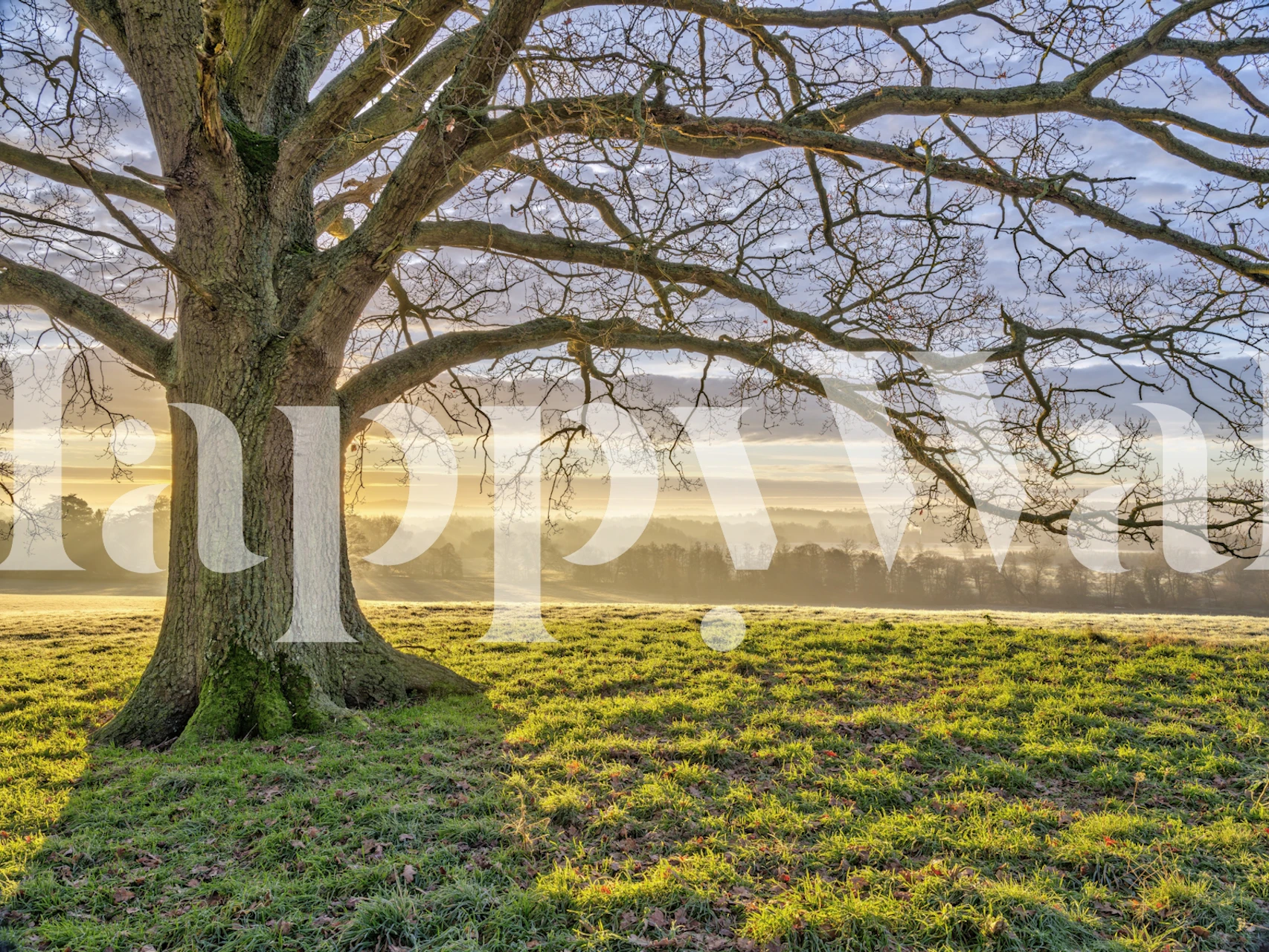 Papier peint mural arbre majestueux aux branches étalées dans la lumière du matin