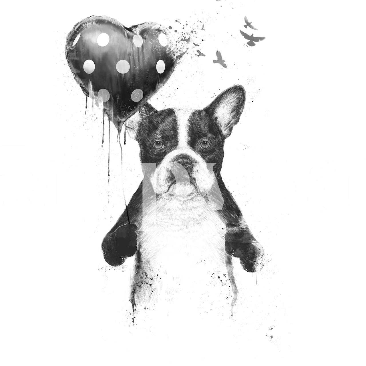 Black and white dog holding a polka-dot heart balloon wallpaper