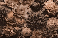 Opulent Baroque Flowers Moody Botanical Art Sepia Brown wallpaper