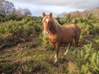 Wild Horse in Natural Habitat tapety