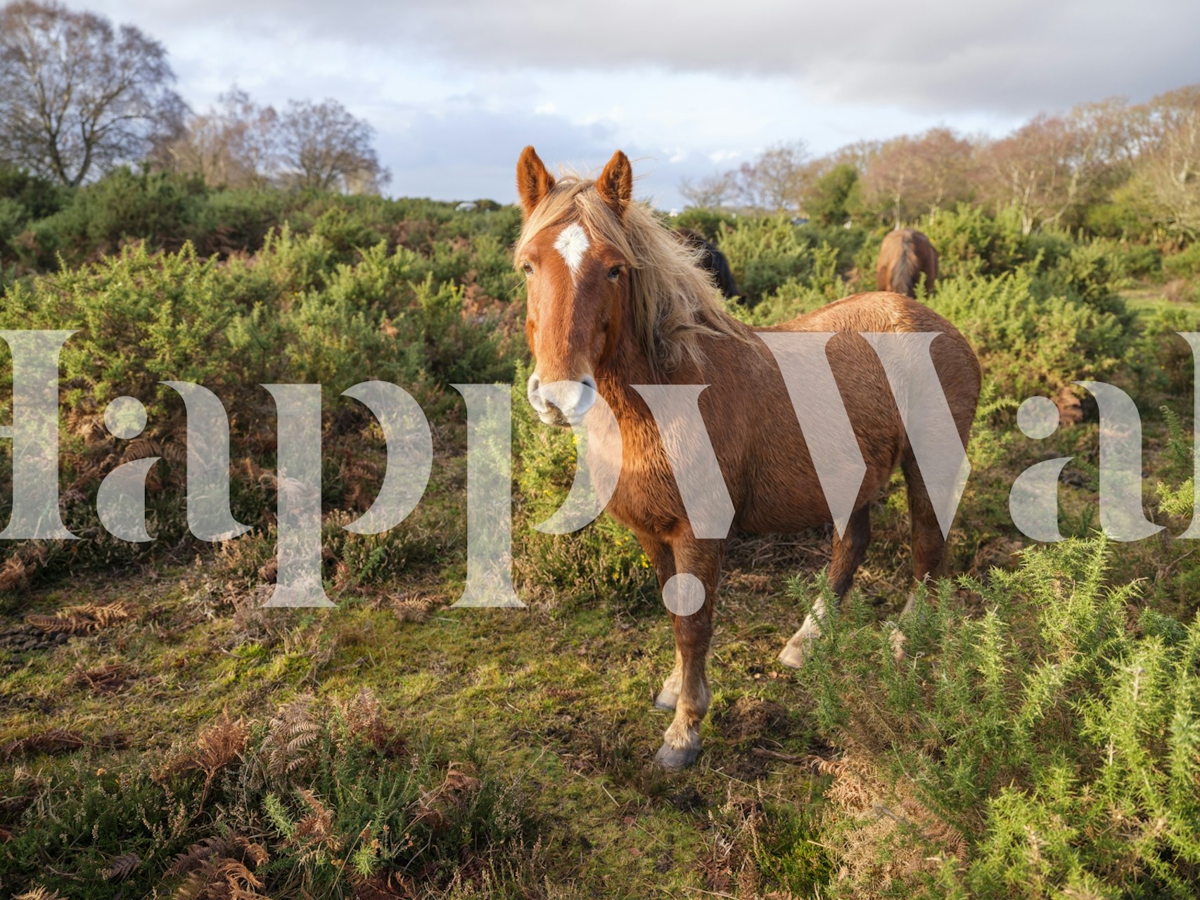 Wild Horse Thriving in Wilderness w naturalnym krajobrazie tapeta