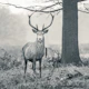Regal Presence