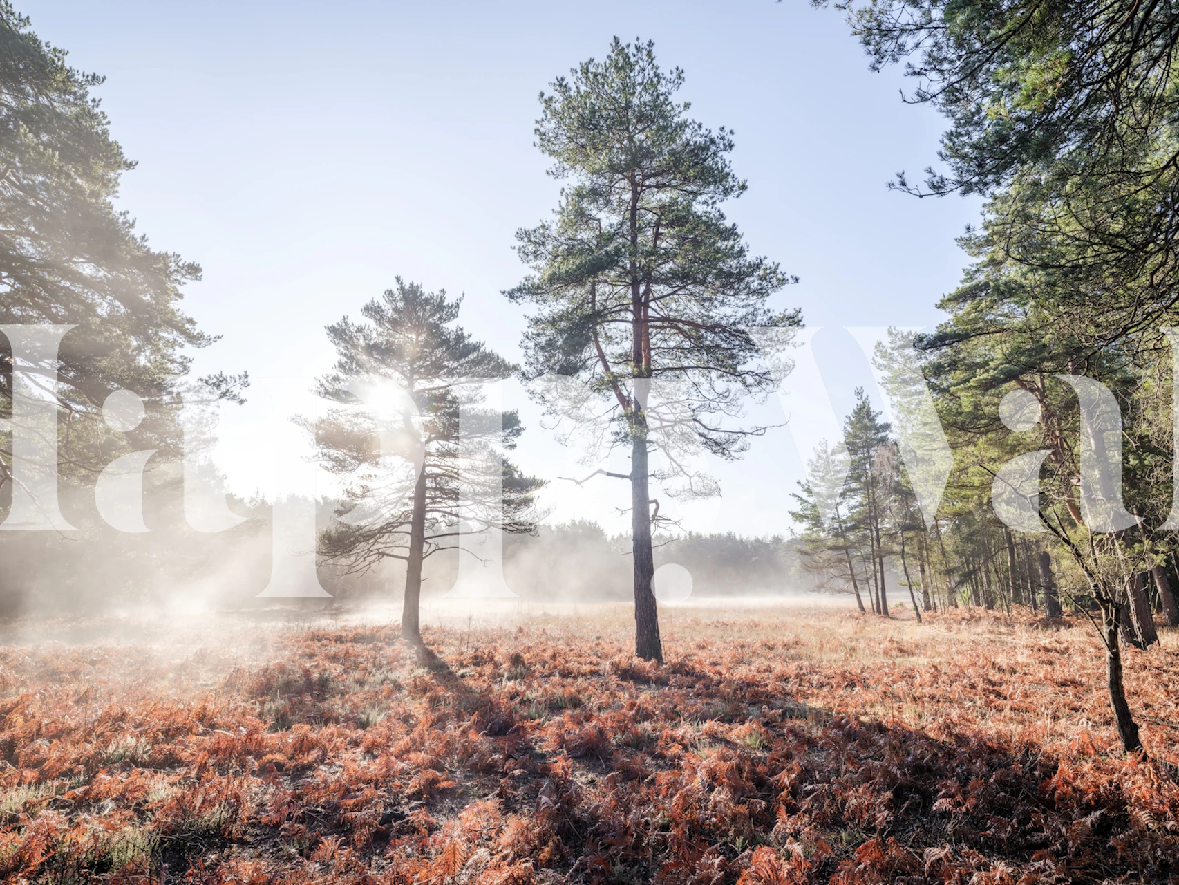 Papier peint Misty Forest dans une pièce