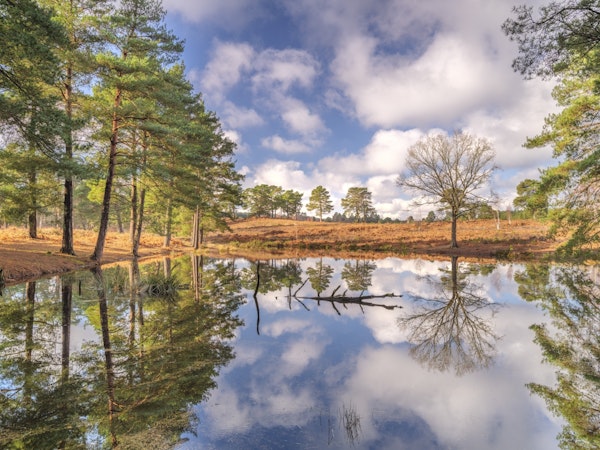 Forest Reflection Harmony