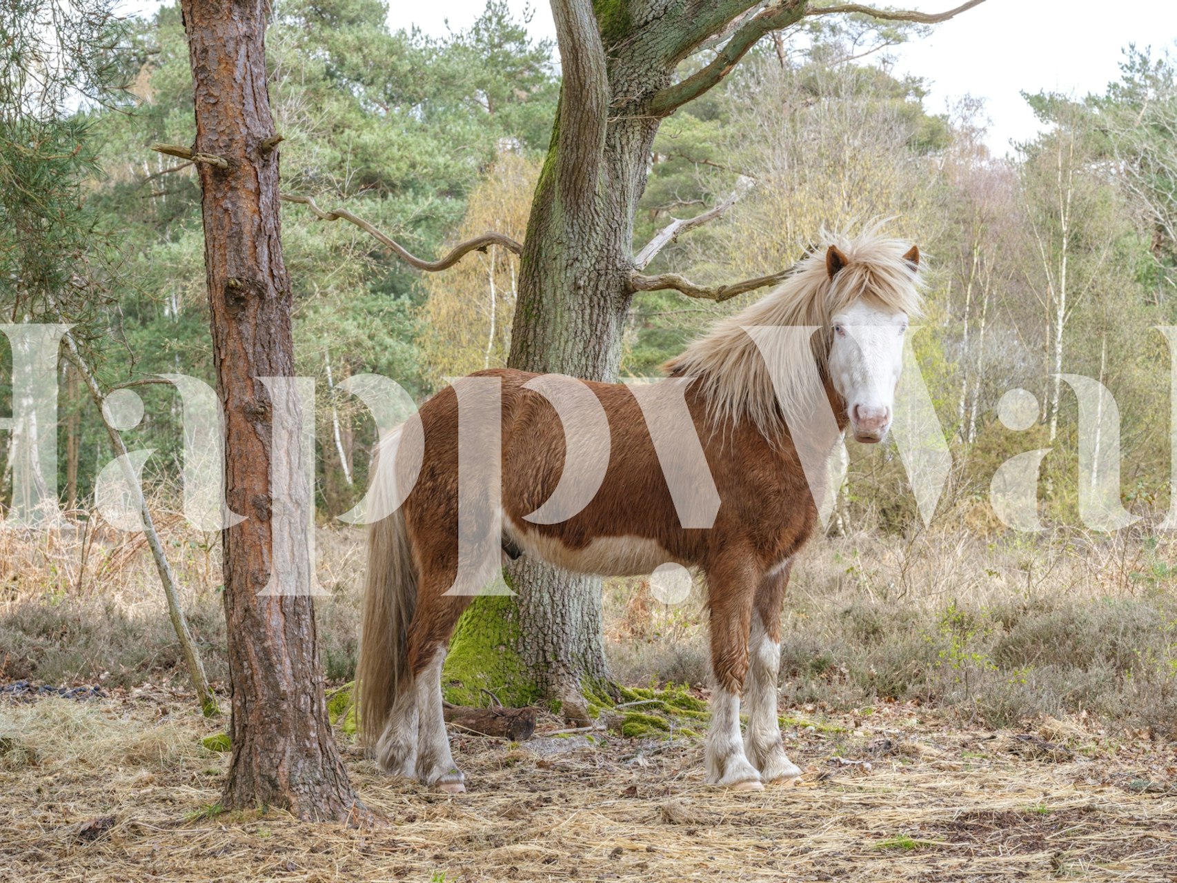 Brown horse standing among trees in the woods wallpaper