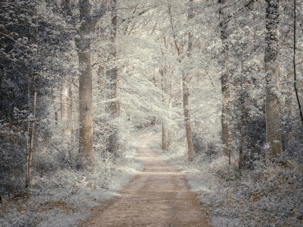 Journey into the Woods