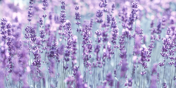 Fields of Fragrance