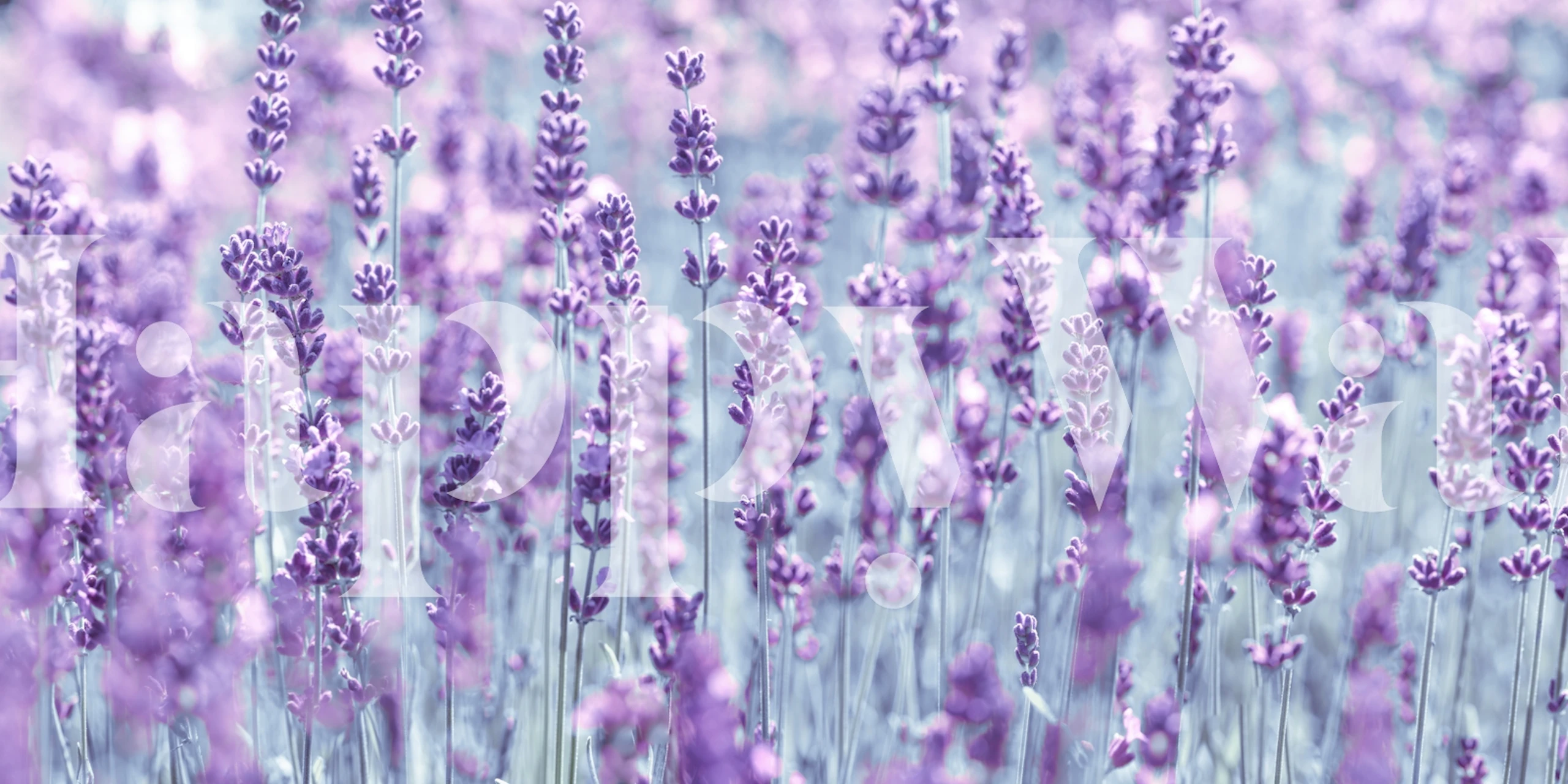 Lavender field featuring purple flowers in soft focus wallpaper
