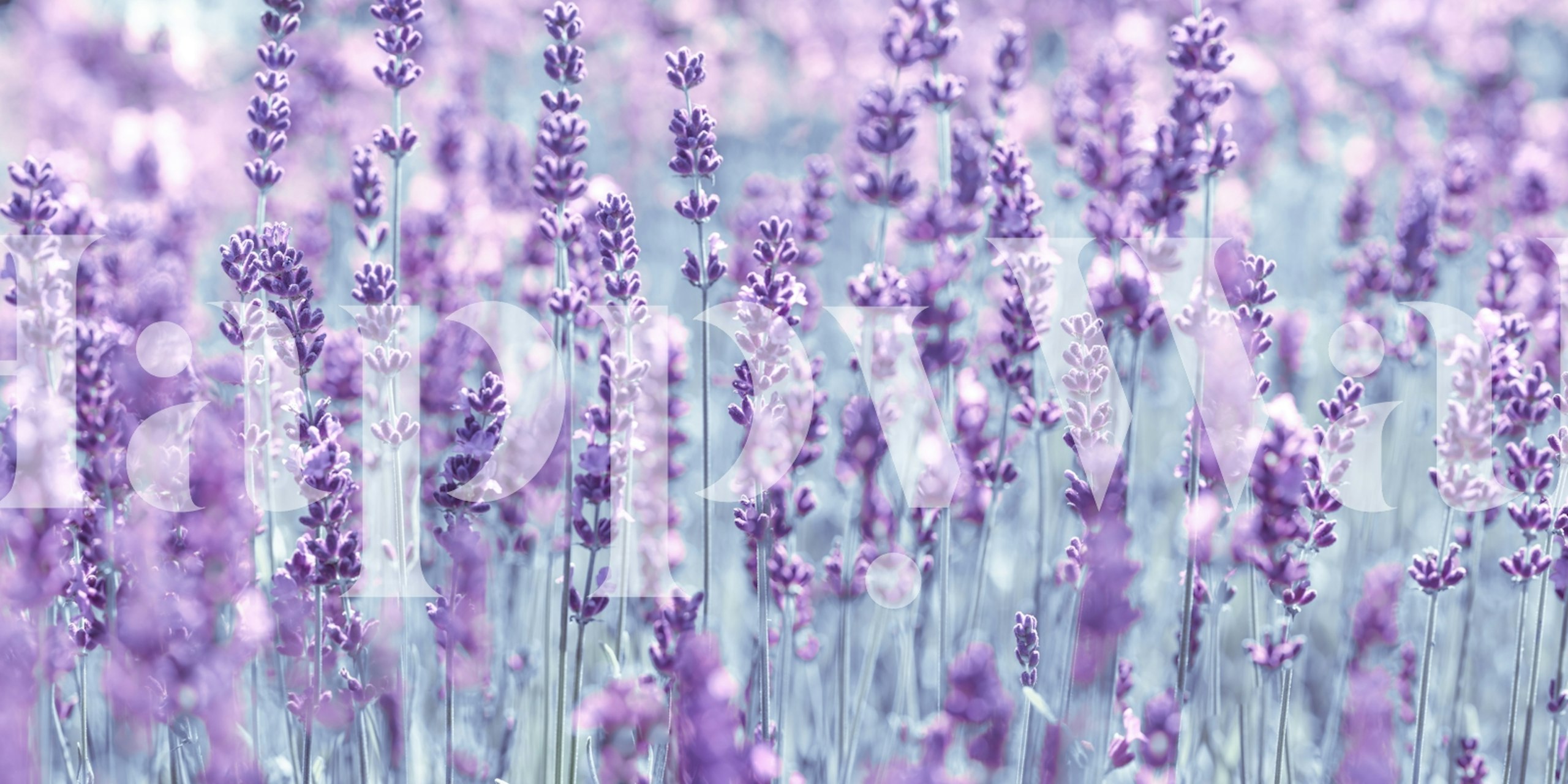 tapeta lawendowe pola w pokoju