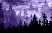 Forest Galaxy Dream 2 ταπετσαρία