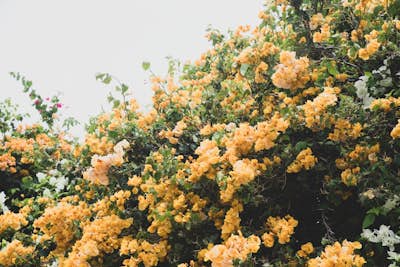 Τοιχογραφία