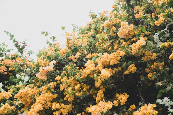 Bougainvillea Dream 2