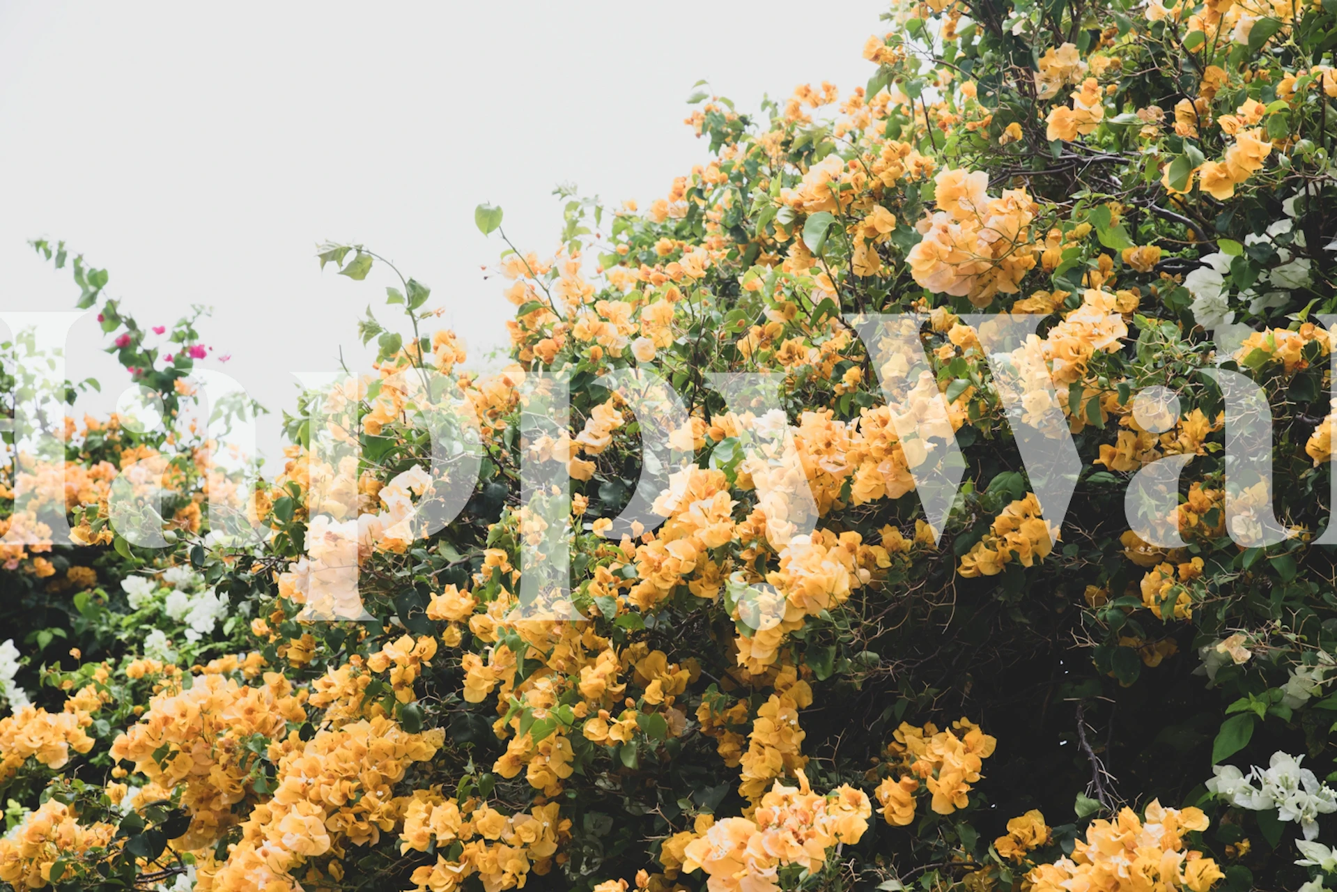 Bougainvillea Dream 2 Tapete in einem hellen Raum