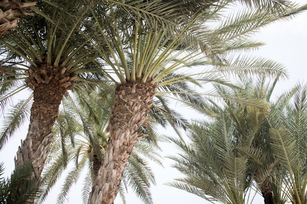 Caribbean Palm Trees Beach 5