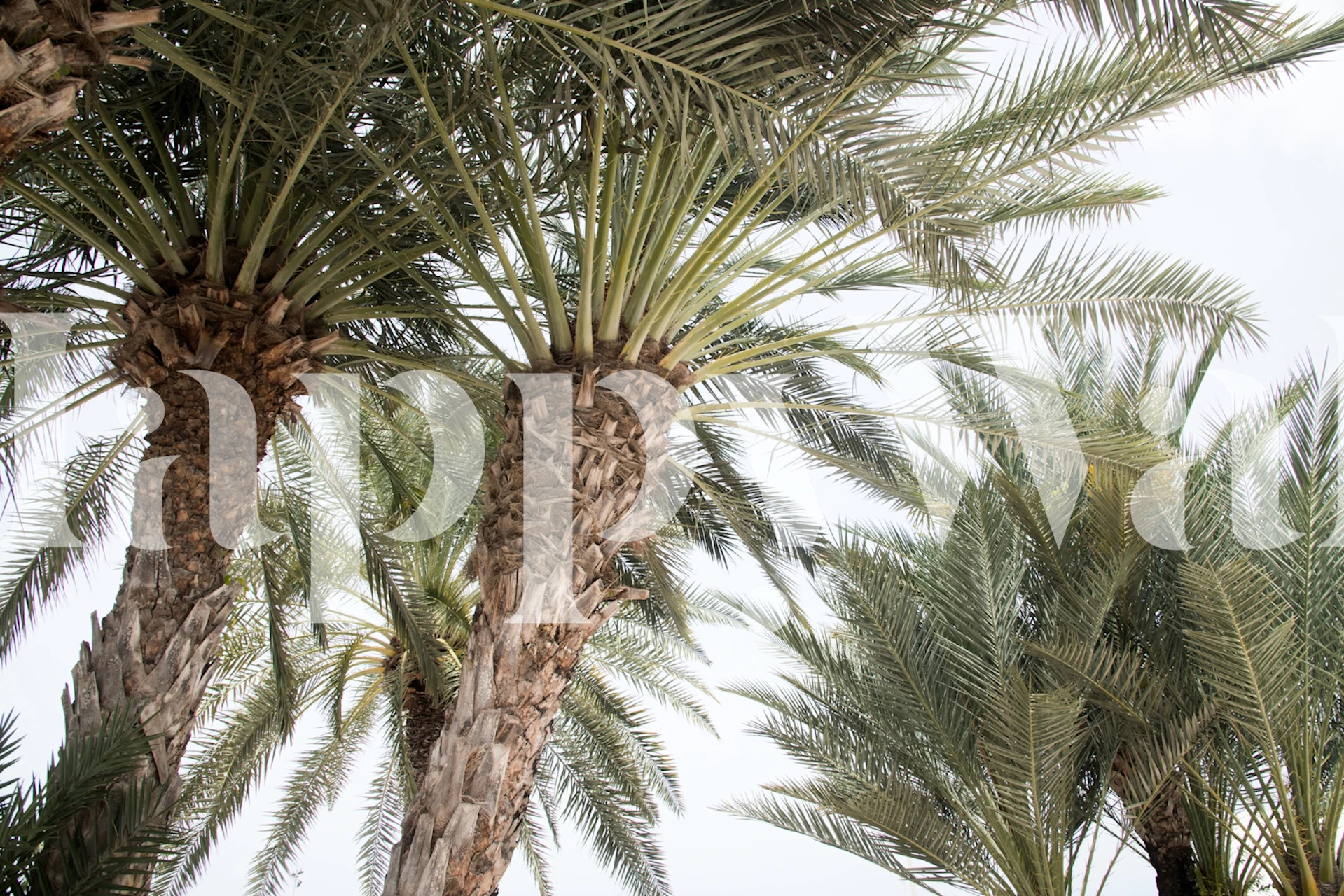 Zidna slika s karipskim palmama koja prikazuje visoke palme naspram vedrog neba.