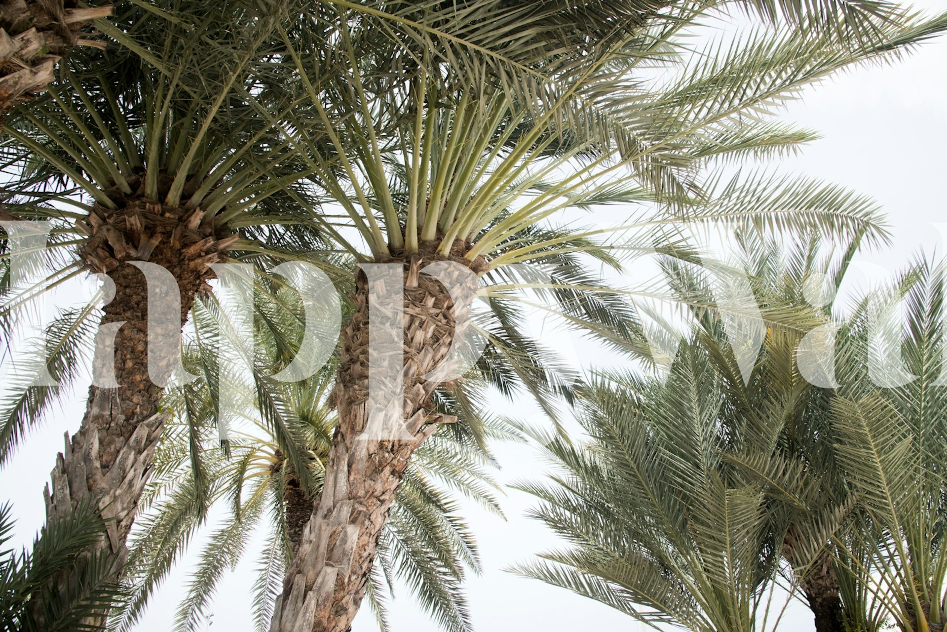 Caribbean Palm Trees Wall Mural depicting towering palm trees against a serene sky.