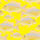 Sand Bream - The Fish 14