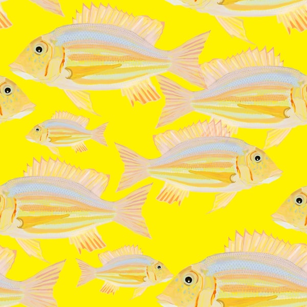 Sand Bream - The Fish 14