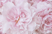 SOFT PINK PEONY BLOSSOM tapet
