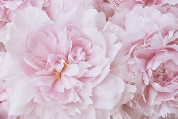 SOFT PINK PEONY BLOSSOM