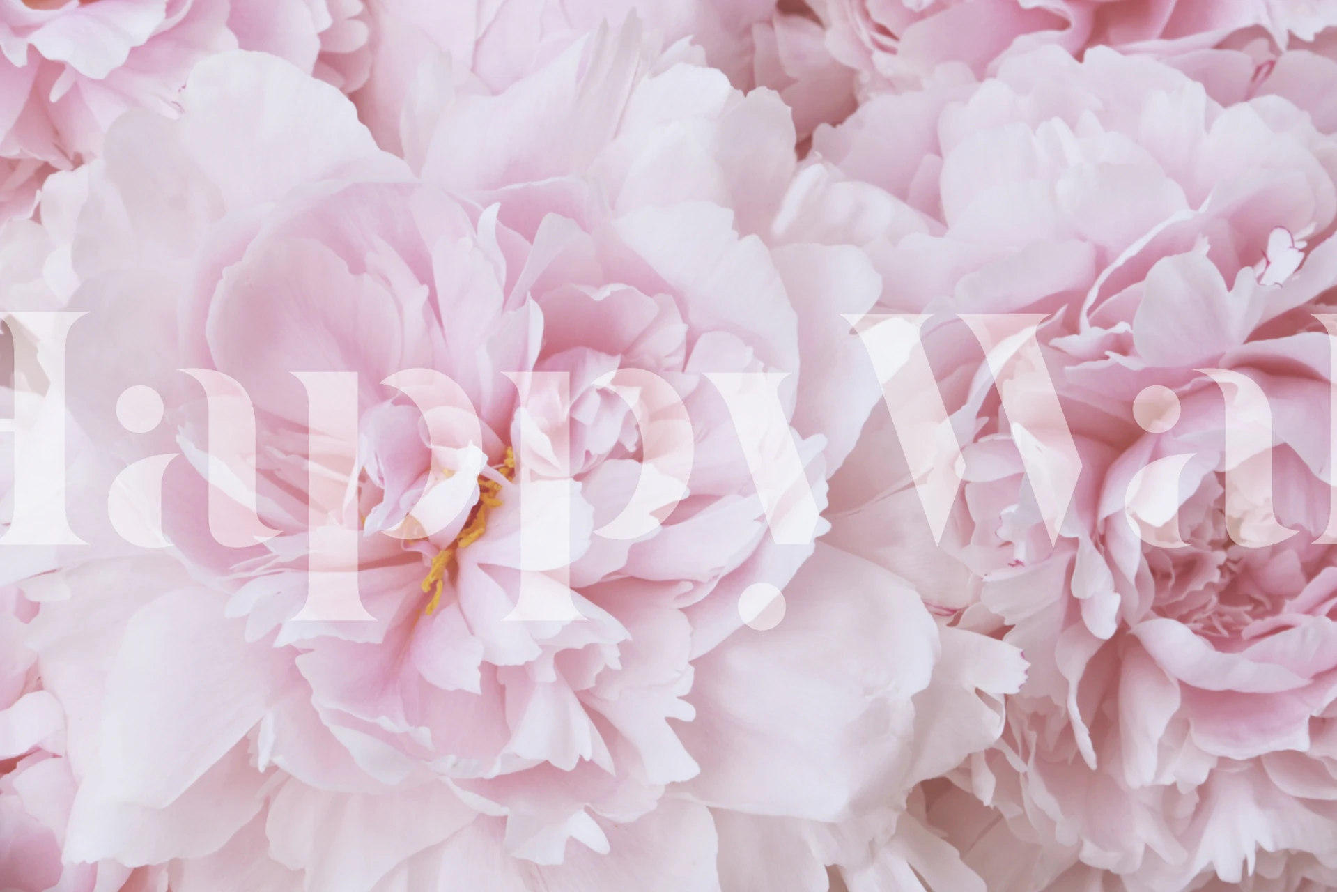 Soft Pink Peony Blossom Tapet I Et Rum