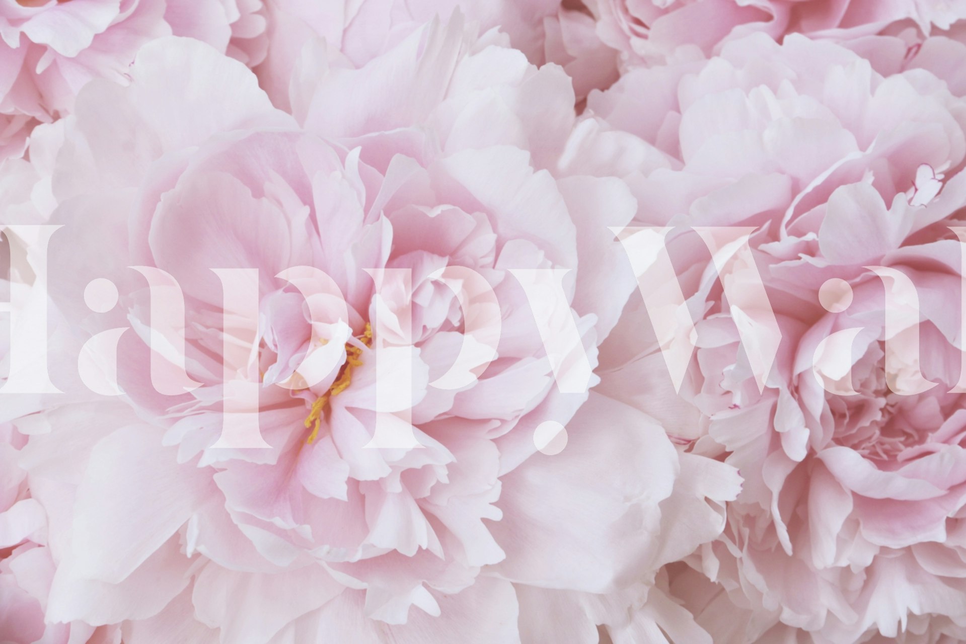 Close-up of soft pink peony blossoms wallpaper