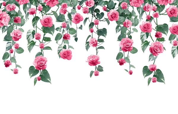 Pothos Ivy Rose Garland Dream 2