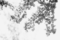 Ginkgo Leaves Dream 3 carta da parati