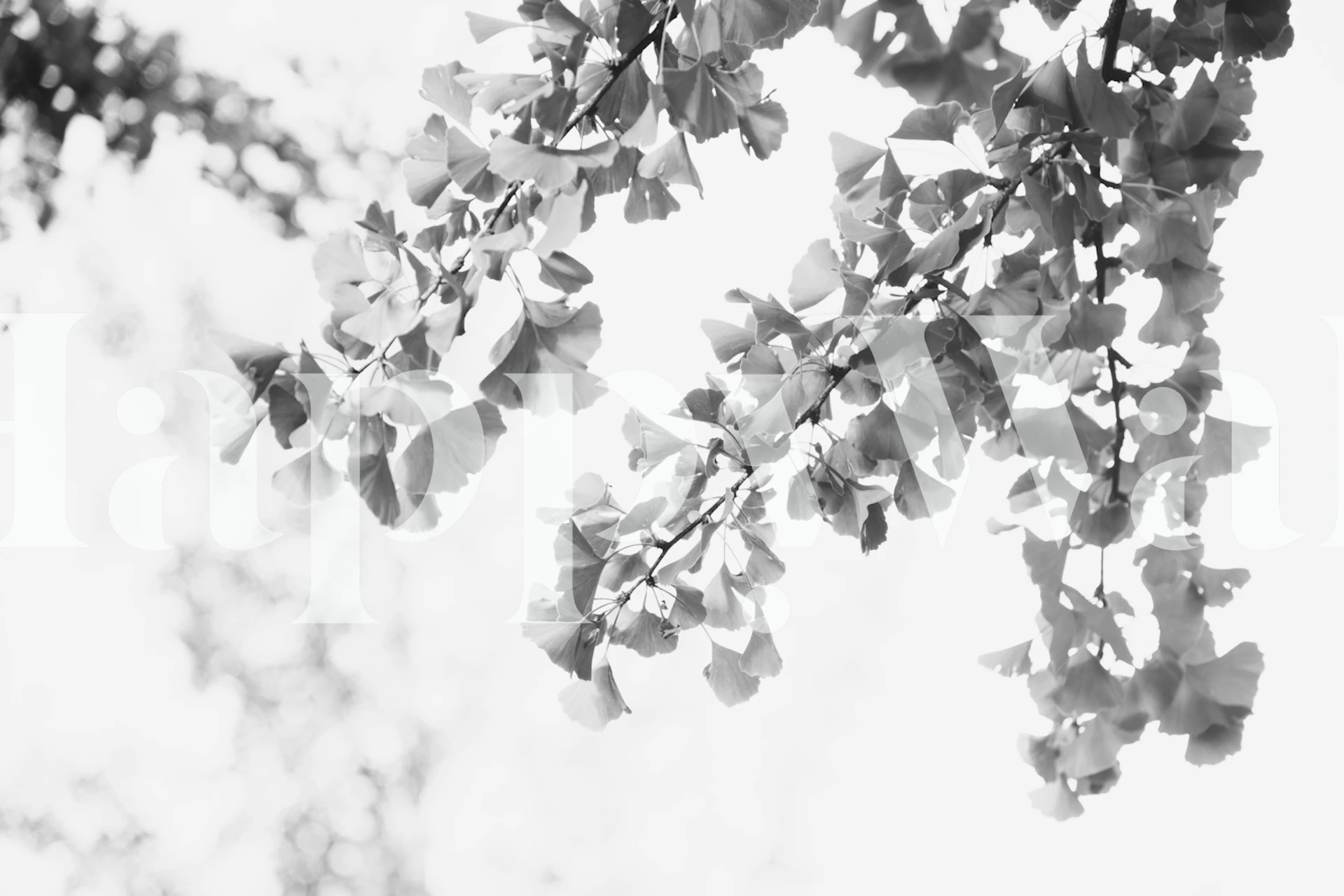 Black and white ginkgo leaves wallpaper with soft lighting