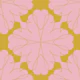 Daisy Dreams - Rosa