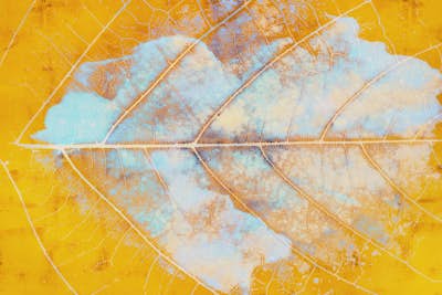 Τοιχογραφία