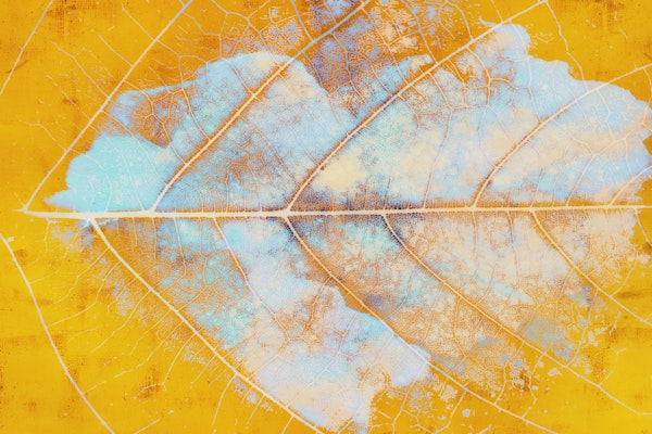 Mysterious Forest Leaf