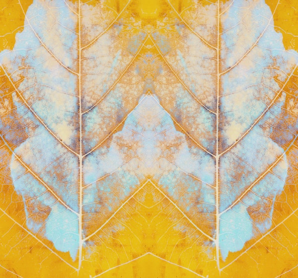 Mysterious Forest Leaf