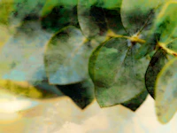 Soft Grunge Forest papel pintado