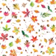 Autumn Nature Forest Leaves Small