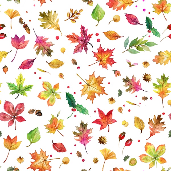 Autumn Nature Forest Leaves Small