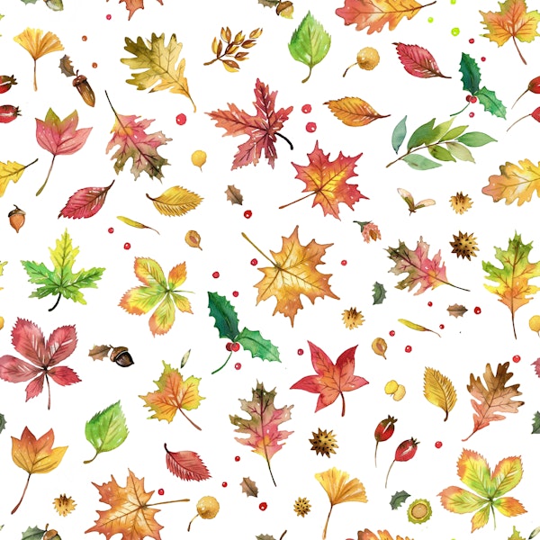 Autumn Nature Forest Leaves 2