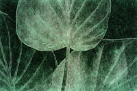 Green Japandi Leaf Grunge papel de parede