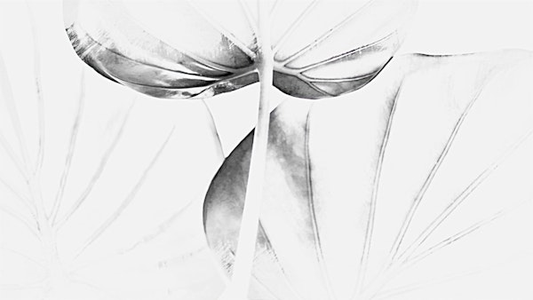 Black White Japan Leaf