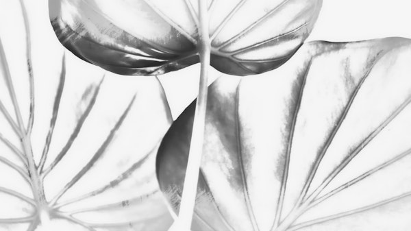 Japandi Leaf Drawing