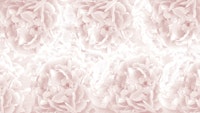 Blush Rose Peonies Dream 1 W2 tapete