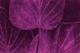 Mysterious Japandi Leaf Magenta