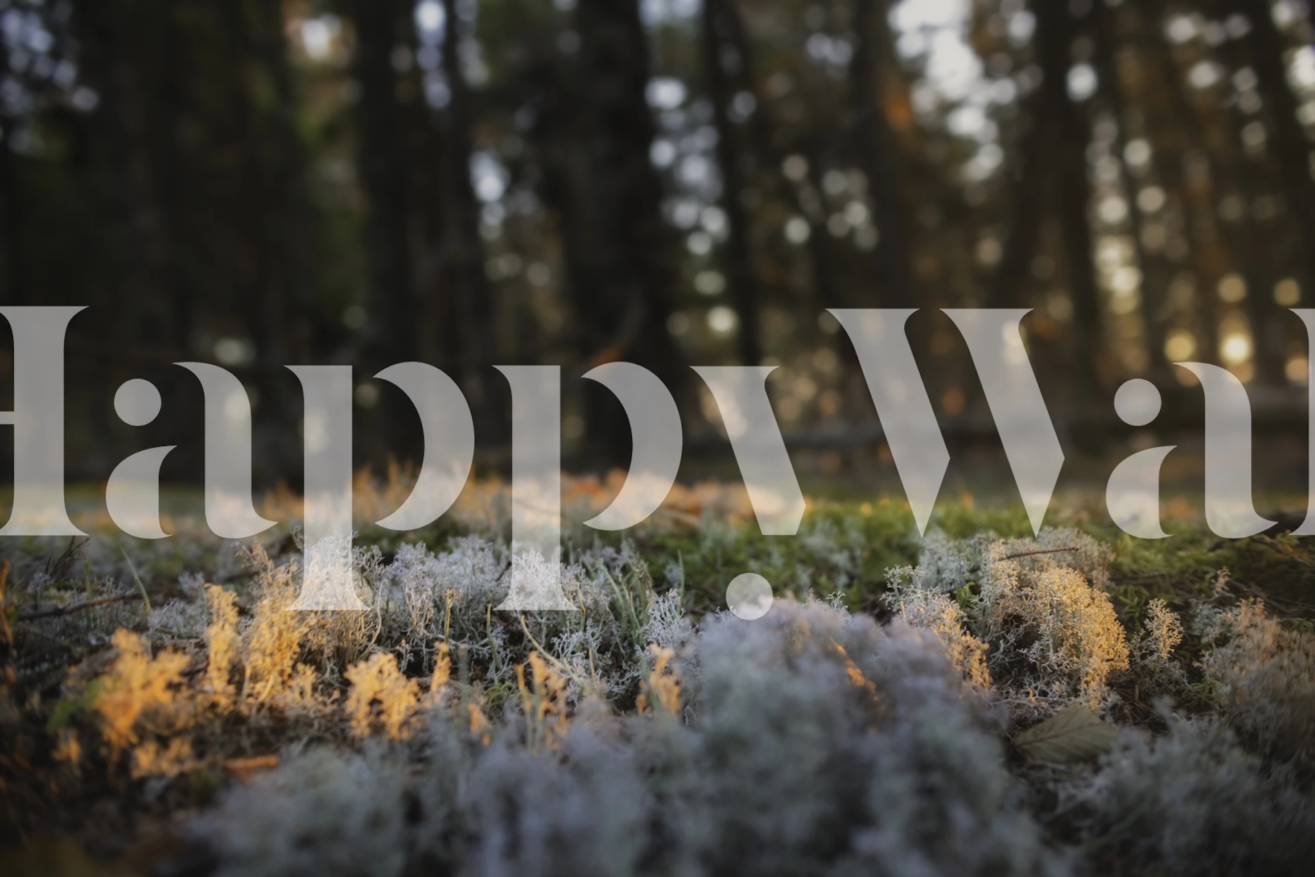 Forest ground wallpaper in a room