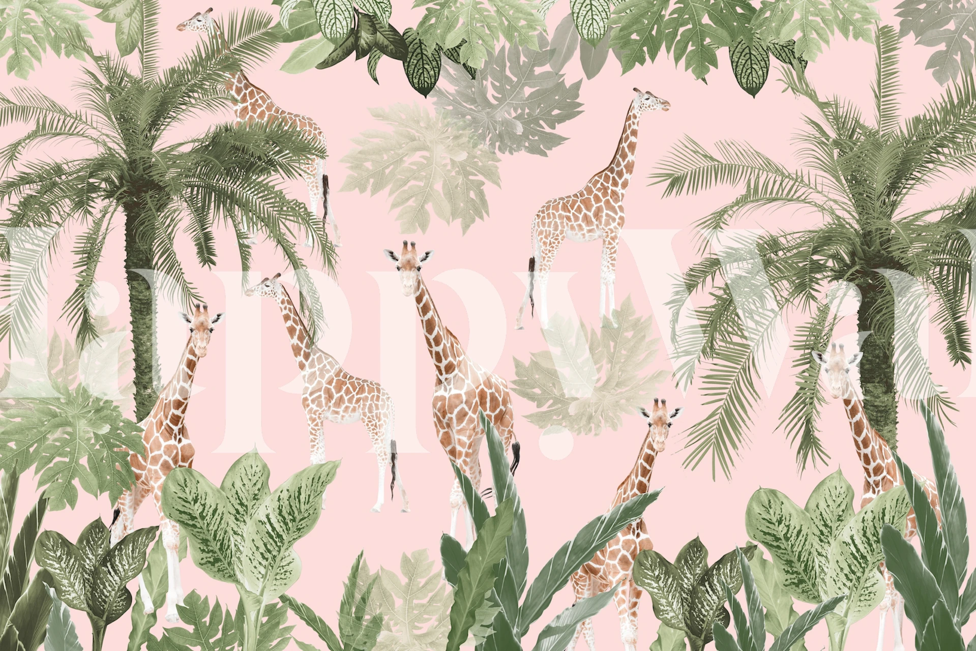 Giraffes among tropical plants and palm leaves on a pink background wallpaper