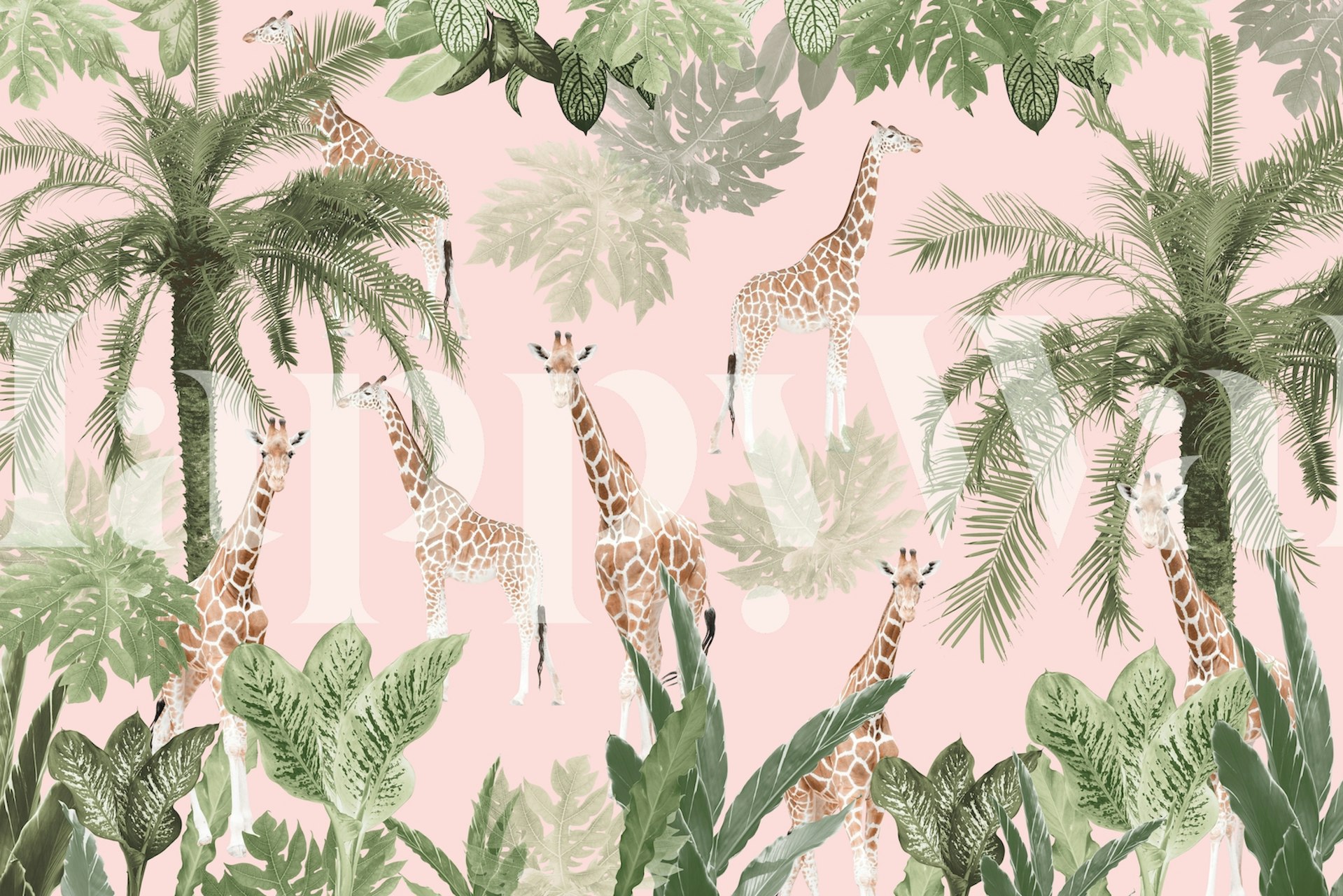 Giraffes among tropical plants and palm leaves on a pink background wallpaper