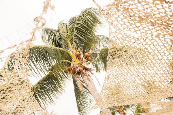 Caribbean Palm Tree Oasis 1